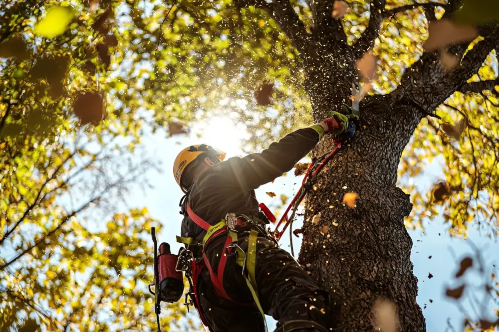 Taille arbre près de Ceyrat